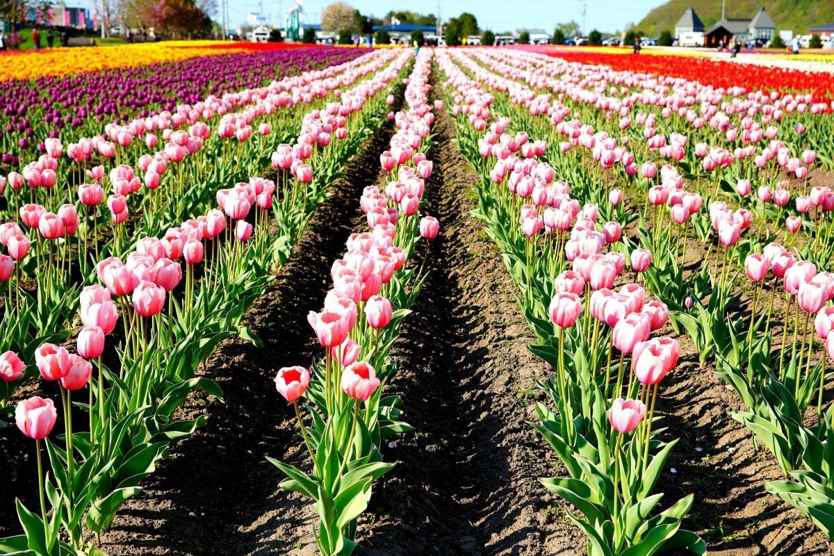 🌷 가미유베쓰 튤립 공원(카미유베쓰츄릿푸코엔) 이미지 8